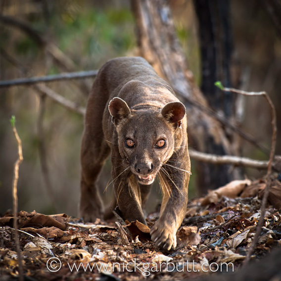  The fossa. Photo © Nick Garbutt .