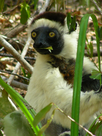  Seasonally, sifakas can make up 11% of a fossa’s diet. Yet, the fossa as a predator is not the lemur’s enemy but a guard of the forest’s health and biodiversity. If their only predator, the fossa, goes extinct, sifakas and many other lemurs and animals will face dramatic changes in forest structure and animal community. Some species will outcompete others, thereby leading to secondary species extinction. Illnesses will spread easily in high density populations leading to serious threats for those species. Wouldn’t we rather prefer the fossa to remove the weakest ones over such a scenario?  Photo © Anna V. Schnöll.