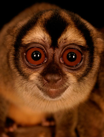 A black-headed night monkey (Aotus nigriceps), which can be found in the project area. Photo by:
