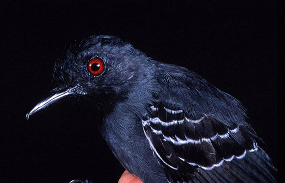 Black-headed antbird (Percnostola rufifrons) from the project. Photo courtesy of: William Laurance.