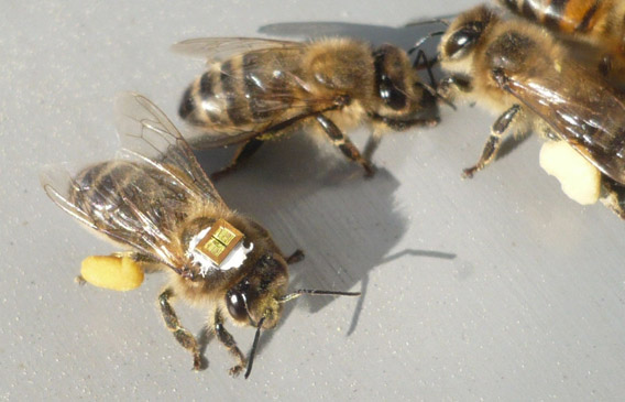 A honeybee tagged with an RFID microchip for tracking its movements. Photo © Science/AAAS.