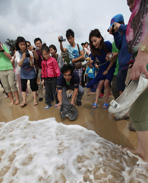 Releasing a green marine turtle named Crush back to the South China Sea. Photo by: Sea Turtles 911.