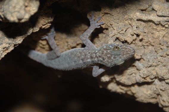 Forgotten species: the subterranean Gekko gigante