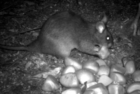  Kivu giant pouched rat caught on camera trap eating a seed of Carapa grandiflora. Photo by: Aisha Nyiramana.