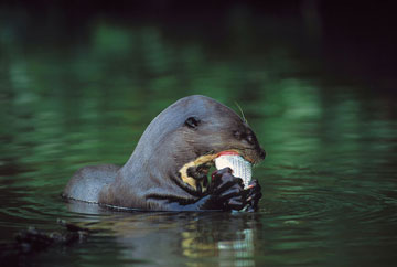Giant otter consuming a fish. Photo by: Frank Hajek.