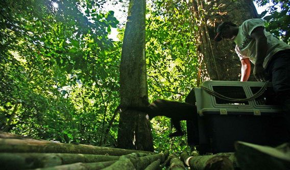 Gibbon released into new home. Photo by: Dipankar Bhagawati.