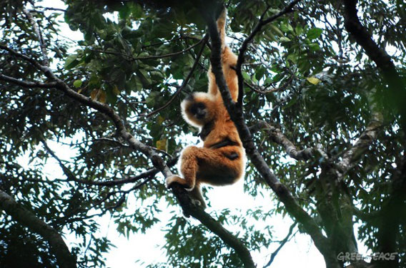  One of the very last Hainan gibbons (Nomascus hainanus), this one is a female. Photo courtesy of: Greenpeace.