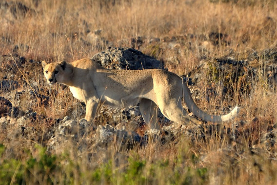 A spotless or golden cheetah in Kenya. Photo by: Guy Combes.