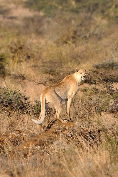 A spotless or golden cheetah in Kenya. Photo by: Guy Combes.