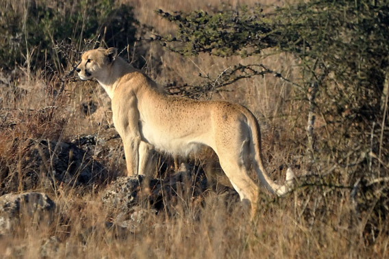 A spotless or golden cheetah in Kenya. Photo by: Guy Combes.