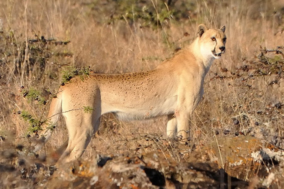 A spotless or golden cheetah in Kenya. Photo by: Guy Combes.