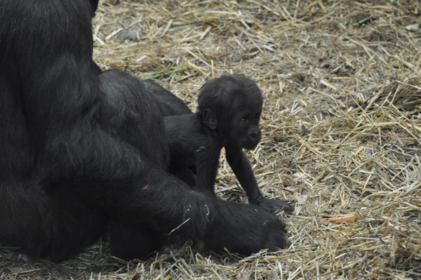 Photos: baby gorilla takes first steps