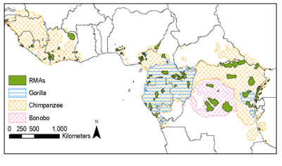 The distribution of the 109 RMAs that were
selected for this study and the 'potential' great ape geographical ranges..