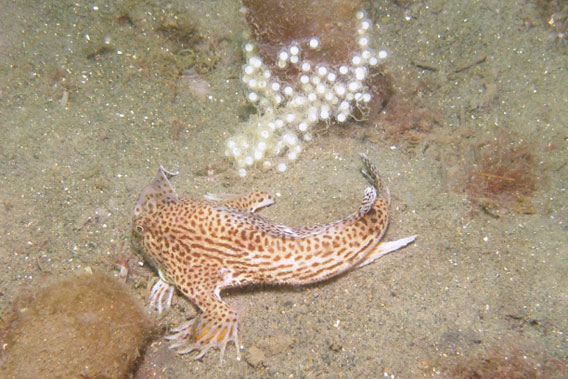 Female spotted handfish guarding eggs laid on a sponge. Photo by: Mark Green - CSIRO.