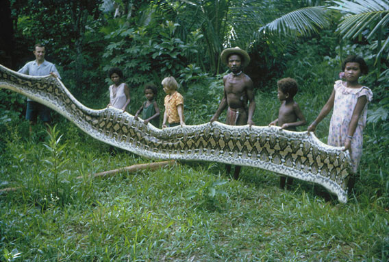  Female python killed by Agta Negrito men. Photo by: J. Headland.