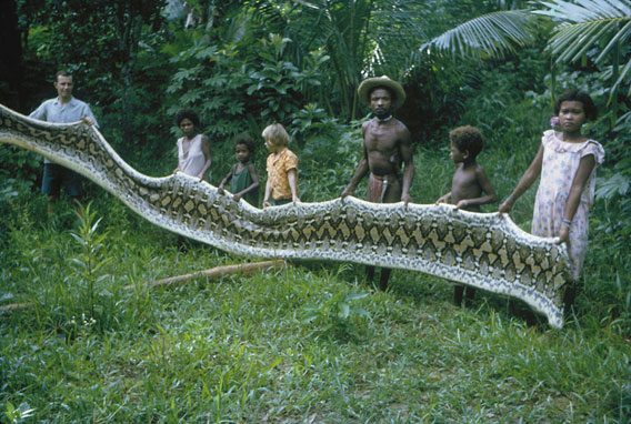 Biggest Green Anaconda Ever Found