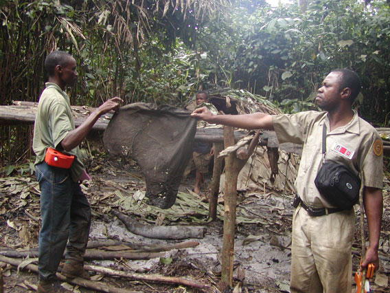 A wildlife inventory team came across this elephant poachers' camp in the forest where an ear of elephant was left on a drying rack. Photo by: John Hart.