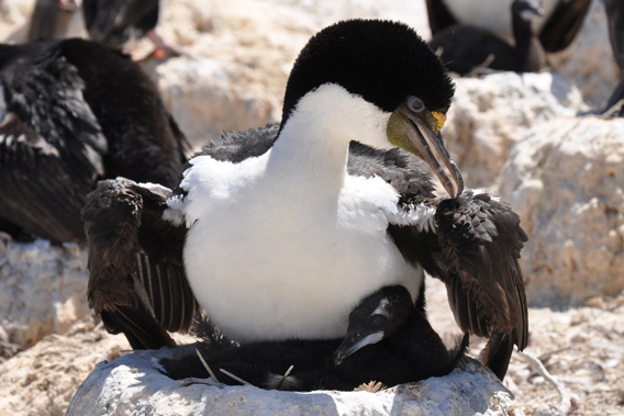 Imperial cormorant in Patagonia. Photo courtesy of WCS.