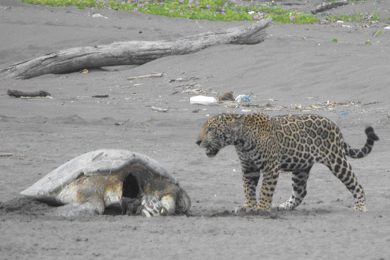 Jaguar with its marine turtle prey. Photo by: Benjamin Barca.