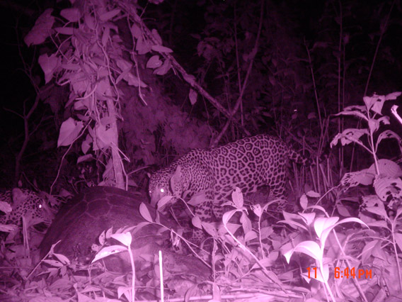 A camera trap catches jaguars feeding on a marine turtle at night when the fateful encounter occurs. Photo courtesy of: Diogo Veríssimo.