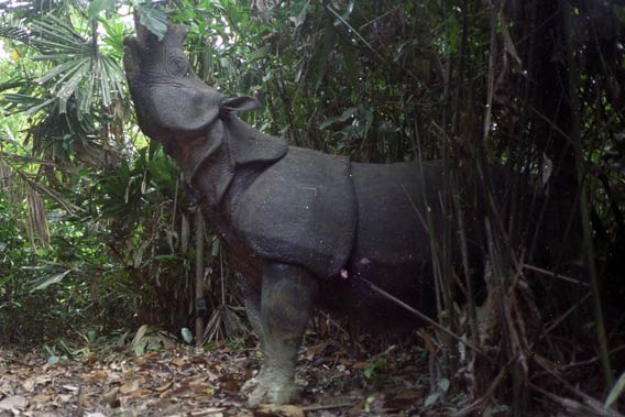  A Javan rhino (Rhinoceros sondaicus) captured on a camera trap browses for food. Javan rhinos are herbivores and eat around 110 lbs of food daily. Photo courtesy of WWF.