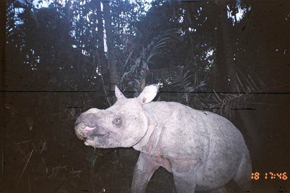  A baby Javan rhino captured on a camera trap in Ujung Kulon National Park. Mature female Javan rhinos breed only once every four or five years. Photo courtesy of WWF.