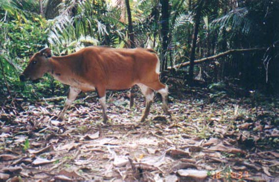  The Javan rhino share Ujung Kulon National Park with a globally significant population of Endangered banteng; a wild cattle and ancestor of domestic cows in the region.
 Photo courtesy of WWF.