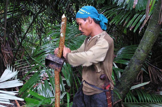  The protective case for a camera trap is secured to a pole in Ujung Kulon National Park, Indonesia