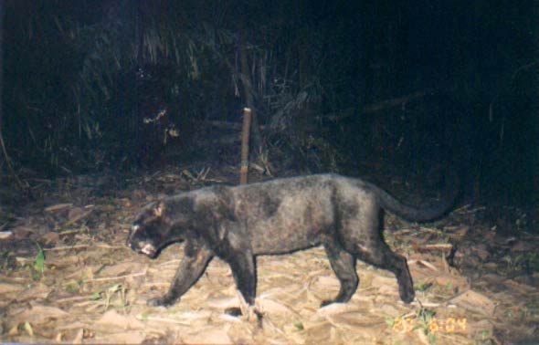  A melanistic (or black) leopard passes in front of a camera trap in Ujung Kulon National Park.  Spotted and melanistic leopards are both found in the park. Photo courtesy of WWF.