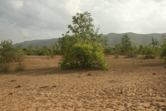 Forgotten species: the cryptic Jerdon's courser