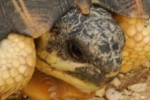 Photos: the end of the radiated tortoise?