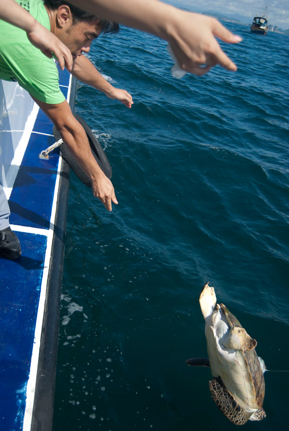 Green sea turtle released back into its natural habitat after being raised for 10 months. Photo by: Sea Turtles 911.