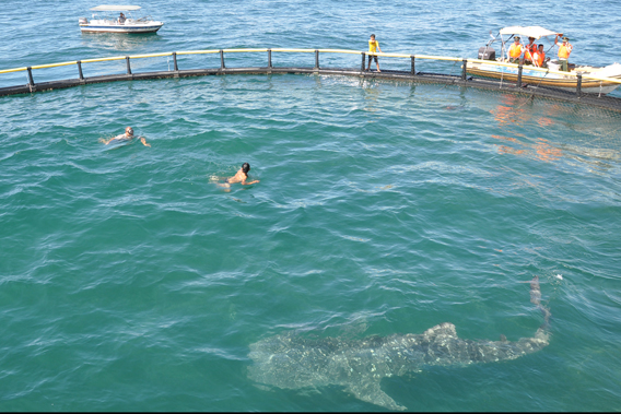 Juvenile whale shark just before release. Although a juvenile the animal already weighed a ton. Photo by: Sea Turtles 911.