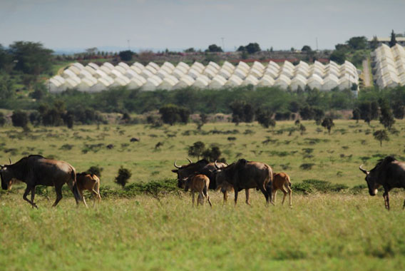 Wildebeest migrating past a huge greenhouse flower farm. Photo by: Paula Kahumbu.