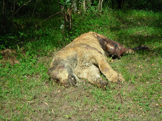 One of five lions poisoned because of conflict with pastoralists. Photo by: Paula Kahumbu.