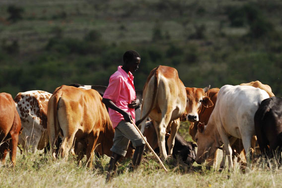 Pastoralism is a way of life that can co-exist with wildlife. Photo by: Paula Kahumbu.