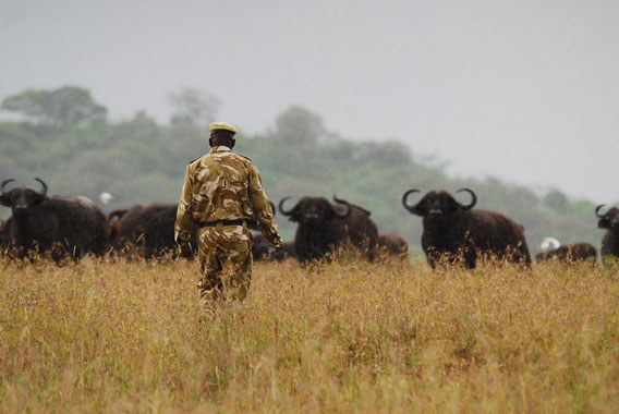 Paramilitary approach of the KWS has served Keny well under an era of ivory and rhino poaching, but it is not going to save Kenya's rich wildlife heritage. Photo by: Paula Kahumbu.