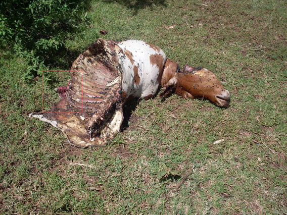 Cow preyed on by lions and then poisoned to kill lions in revenge. Photo by: Paula Kahumbu.