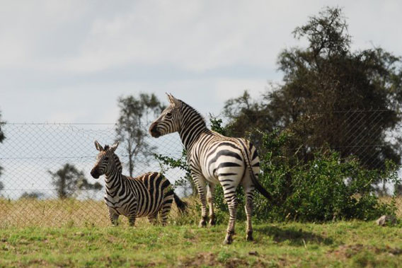 Two zebras separated by a fence. Photo by: Paula Kahumbu.