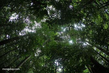 Rainforest in Borneo. Photo by: Rhett A. Butler.  