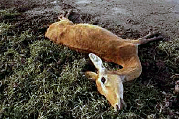 the Muenster yellow-toothed cavy