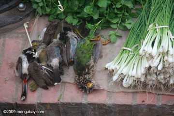 Songbirds sold in a Laos market for food. Photo by: Rhett A. Butler.