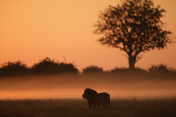 Male lion in the Okavango Delta. © National Geographic Entertainment. Photo by: Rhett A. Butler.