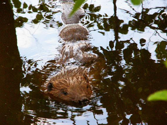 Over 55,000 pairs of beaver are found in Latvia. Photo by: V.Skuja.