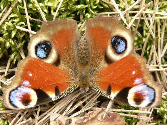 The European peacock (Inachis io) is very abundant in Latvia. Photo by: D. Telnov, 2008.