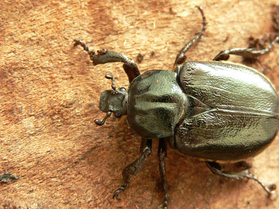 The hermit beetle (Osmoderma eremita) considered the most protected species of insects as it's covered by several international and national law acts. This species is closely connected with old, hollow trees where its larvae develop. Photo by: D. Telnov, 2006.