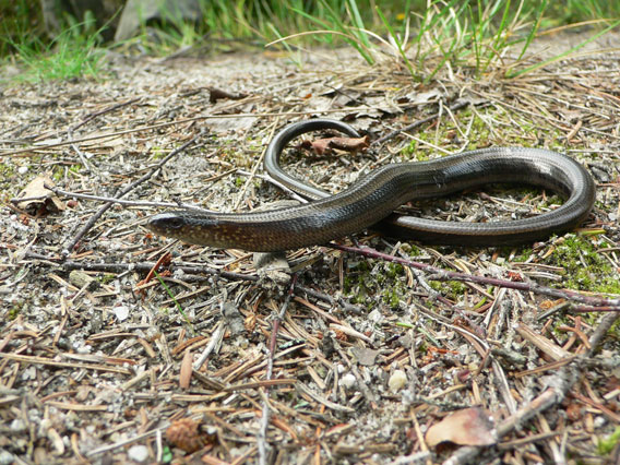 The slow worm (Anguis fragilis) is typical species for dry Scots pine forests but often killed by road traffic. Photo by: D. Telnov, 2008.