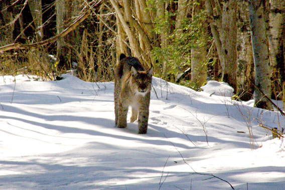 A lynx in Latvia. Photo by: V. Skuja.