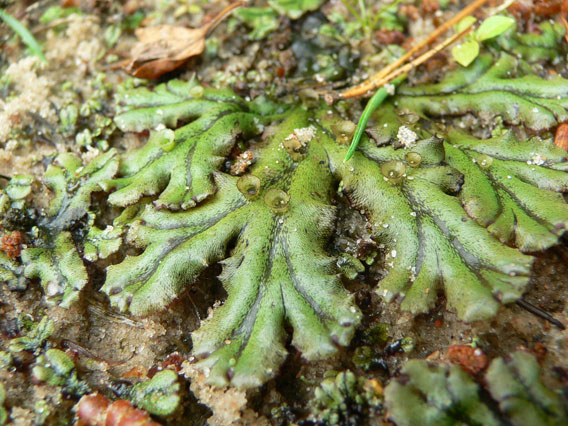 Marchantia sp. mosses are not uncommon in various types of forested and non-forested habitats over the country.  Photo by: D. Telnov, 2007. 