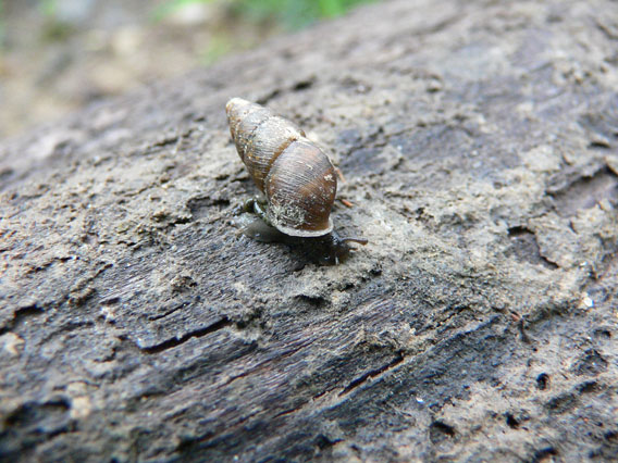 The Bulin snail (Ena montana) only occurs in old-growth deciduous to mixed forests with a high amount of decaying wood and high soil humidity. Photo by: D. Telnov, 2006.